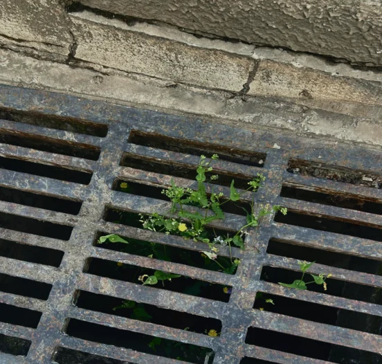 排水沟铁篦子中的苦荬菜