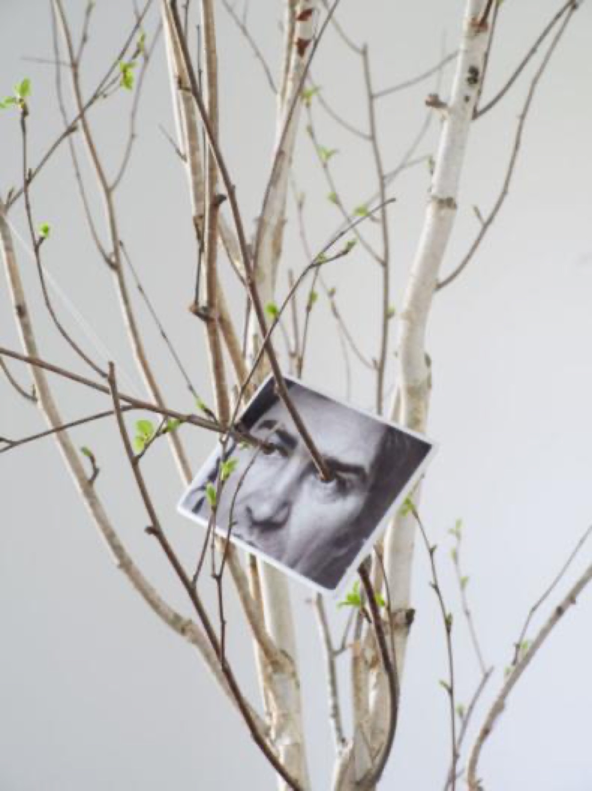 Penone Sguardo vegetale