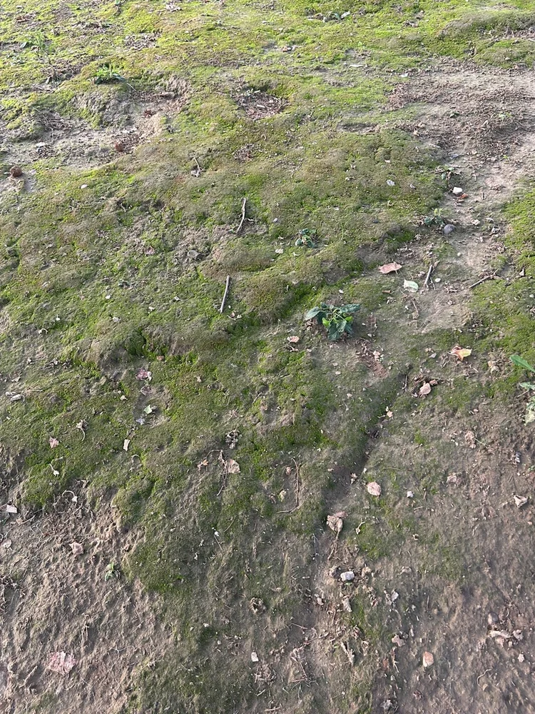 向下扎根